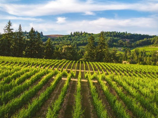 Wine Guide to the Pacific Northwest featuring a vineyard in Oregon's Willamette Valley.